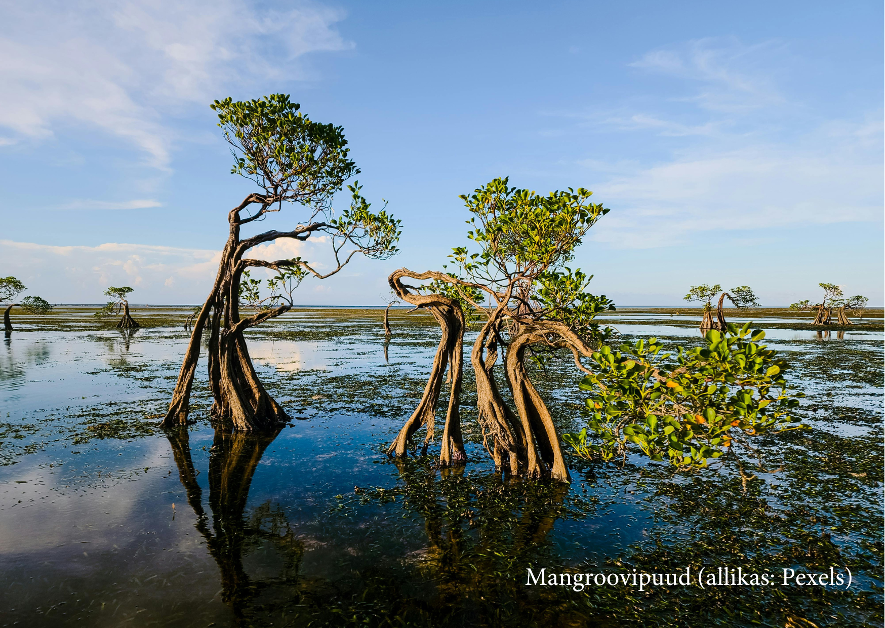 Mangroovipuud (vabavara: Pexels)