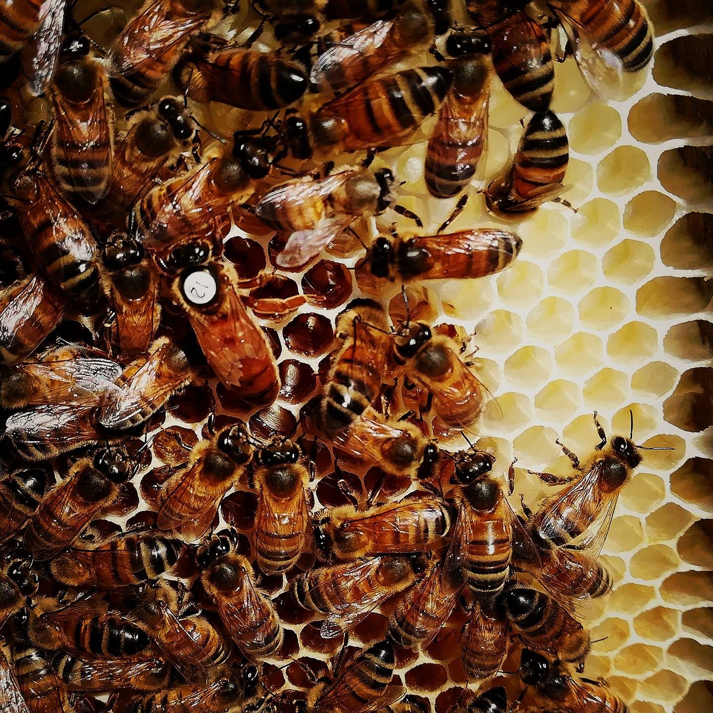 mesilased.jpg