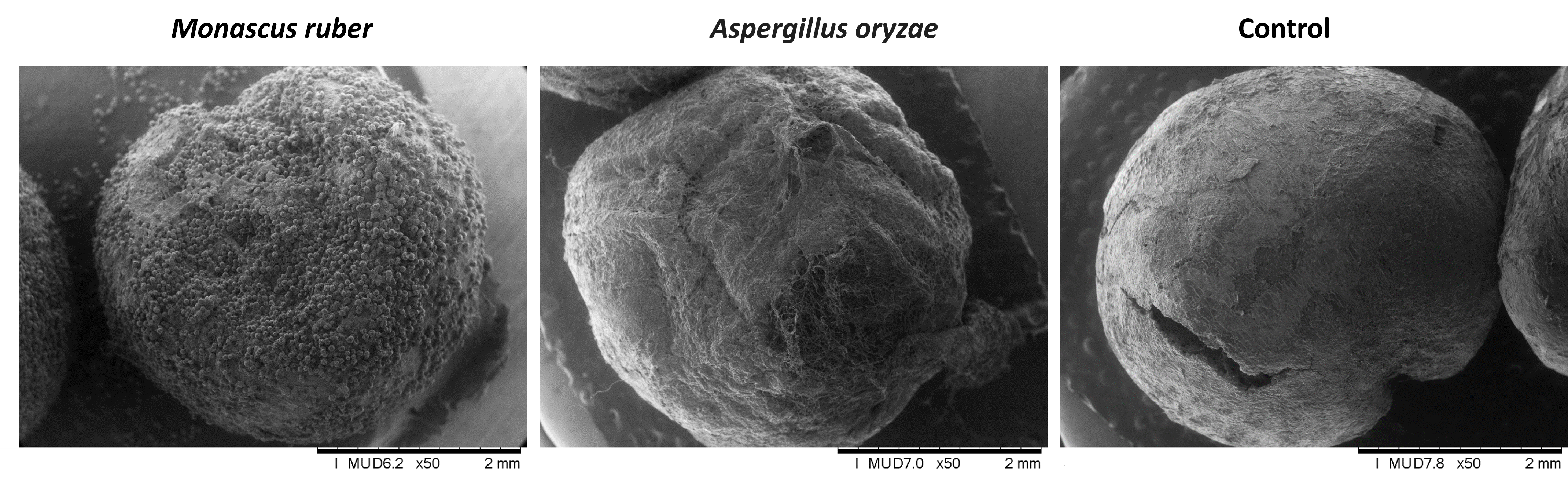 Molekulaarne biokeemia TLU_UURINGUD