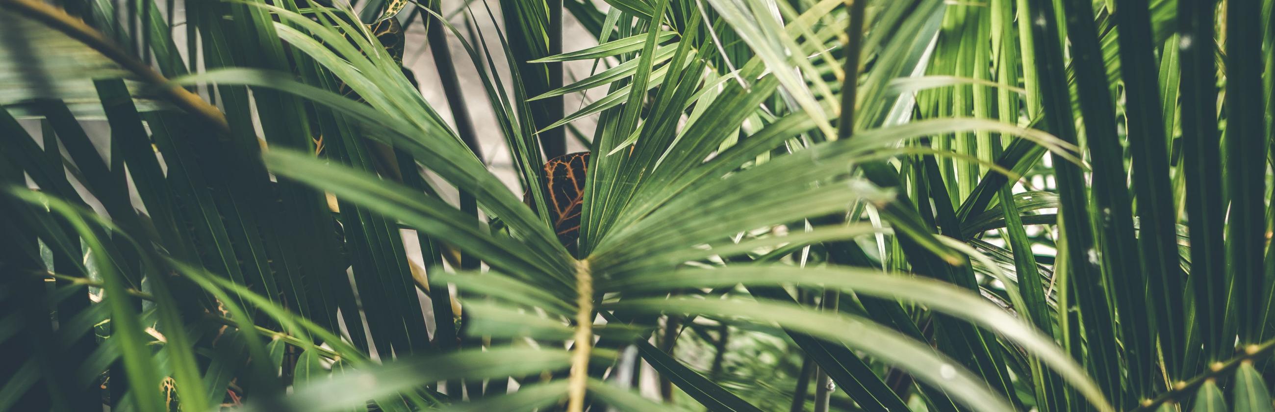 Palm