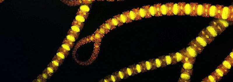 Ceramium tenuicorne vetikas
