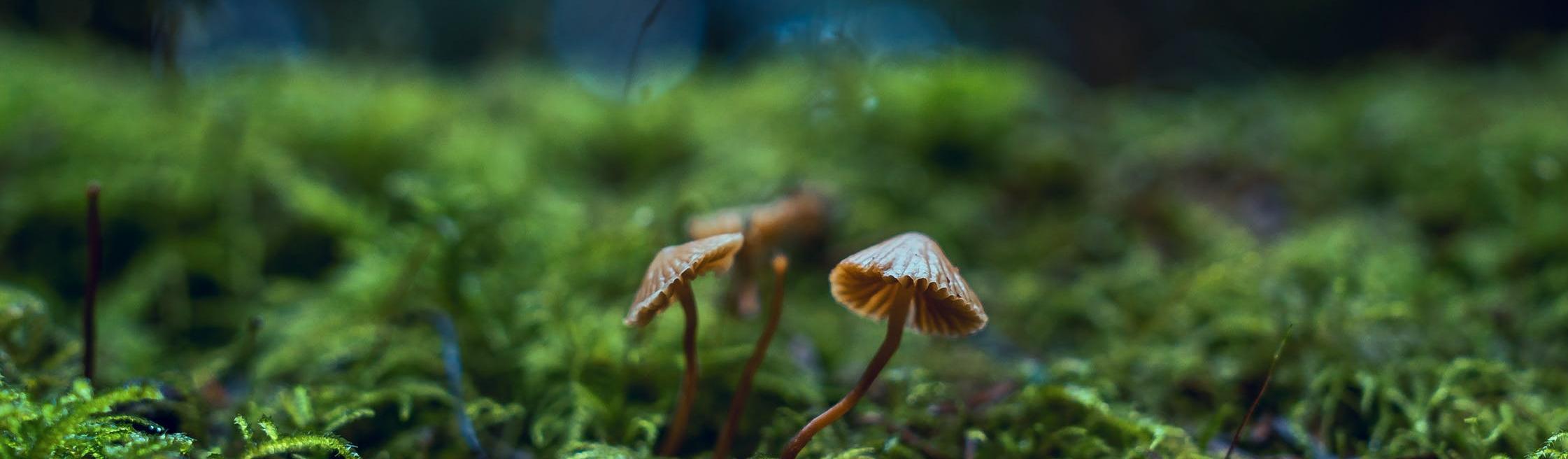 Bioloogia kõrvalerialaga