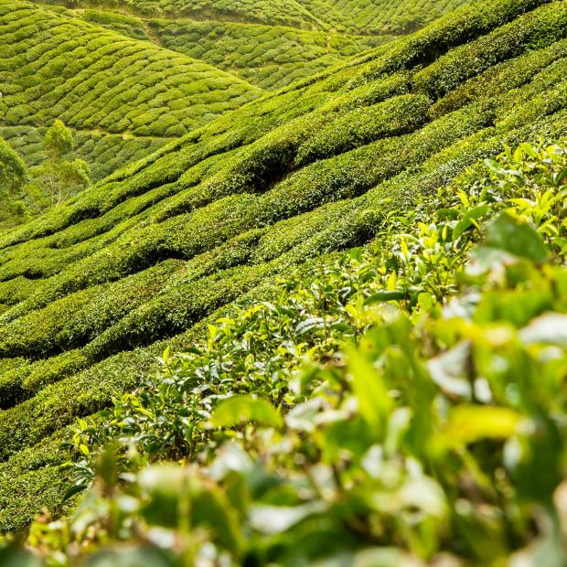 Southeast Asia