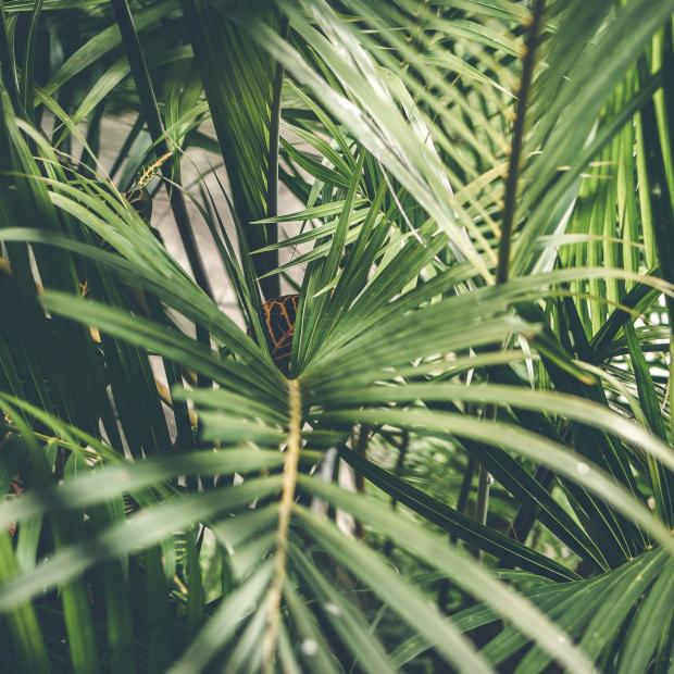 Palm