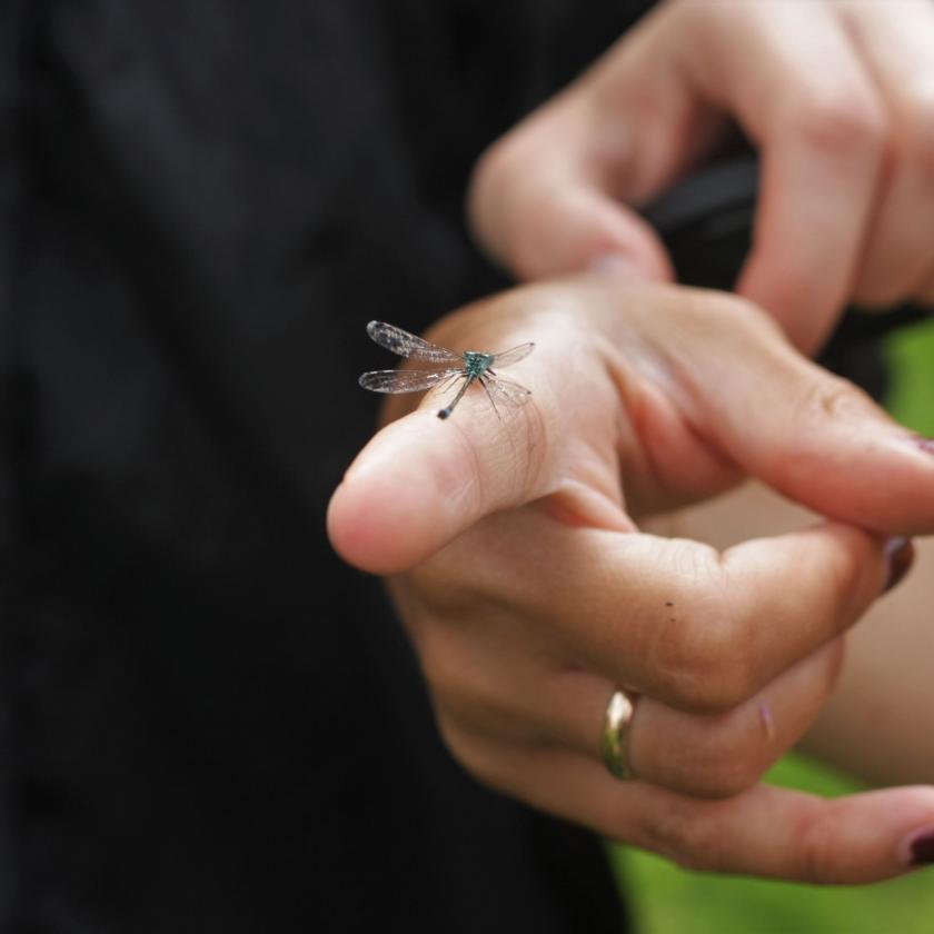 illustreeriv pilt, kus inimese sõrme peal puhkab väike kiil